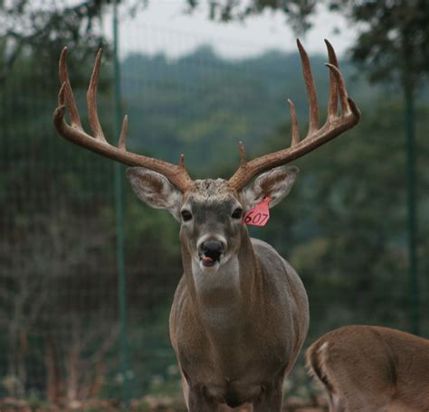The Big Buck Project What Are Your Thoughts Outdoorhub