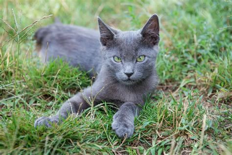 Russian Blue Personality All You Need To Know Catastic