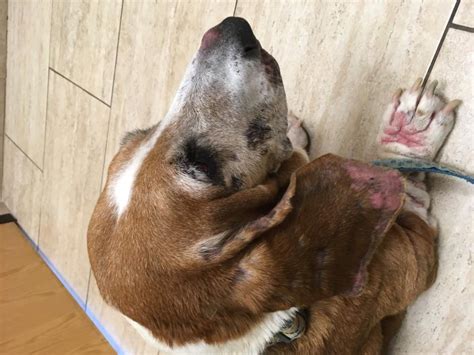 Weird Lesions And Bumps Cancer Basset Hounds Basset Hound Dog Forums