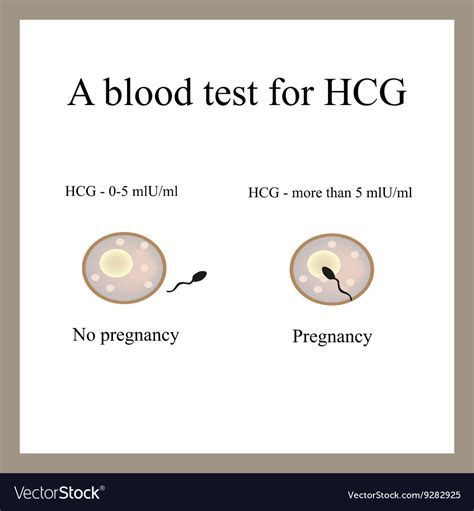 A Blood Test For Hcg The Blood Test For Pregnancy Vector Image