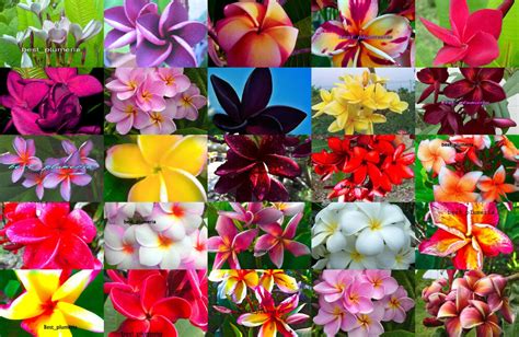 Видео plumeria varieties a to z канала plants insider. Plumeria Seeds/Flowers/Mixed 50 types/ 305 Seeds Rare!! | eBay