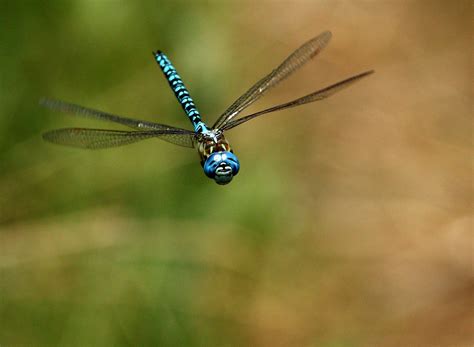Libellule En Vol Dragonfly In Flight Aeschne Affine Aes Flickr