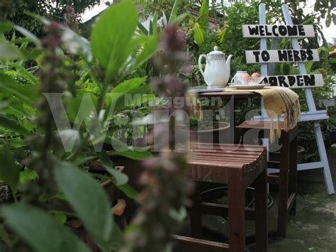 Herba ini memiliki tekstur yang kuat dan berbatang tegak. 'Sejuk Tangan Dia', Ini 9 Rahsia Taman Herba Belakang ...