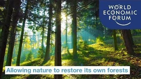 Natural Regeneration Could Be Key To Restoring The Worlds Forests