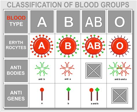 Blood Typing And Transfusions
