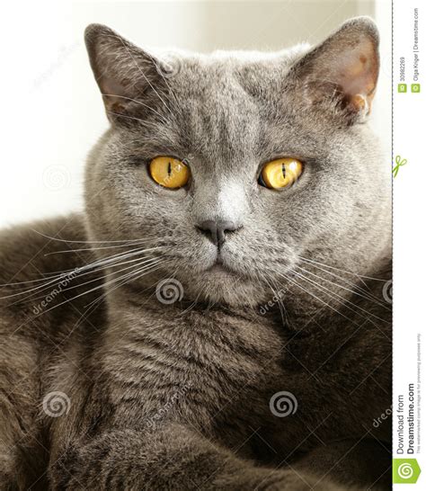 What do orange tabby cats have that makes you adore them every time you meet them. Gray cat with orange eyes stock image. Image of blue ...