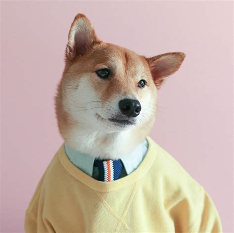 Meet Menswear Dog The Most Stylish Dog In The World