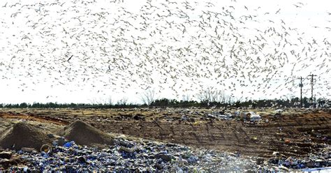 Greenville County Landfills