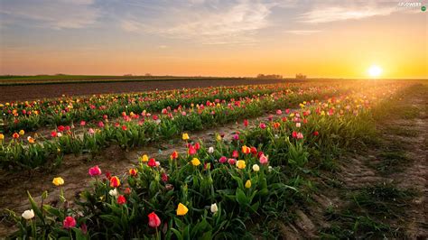 Tulips Plantation Sunrise Field Flowers Wallpapers 2048x1152