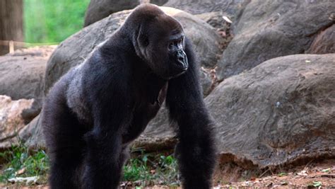 Coronavirus Nearly All Gorillas At Atlantas Zoo Have Contracted Covid