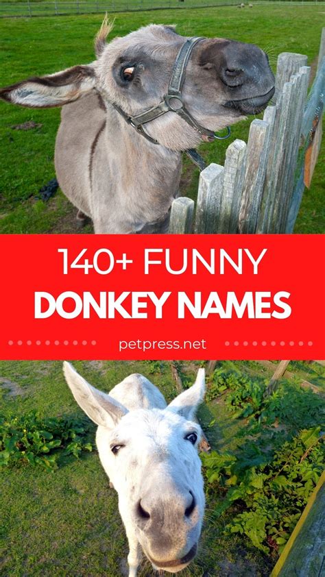 140 Funny Donkey Names Funny And Cute Names For A Pet Donkey