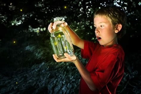 Why Do Fireflies Glow Cottage Life