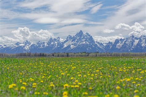 Teton Range And A Field Of Flowers Grand Teton National Park 4000×