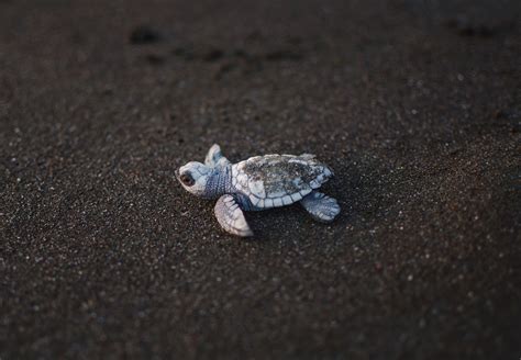 Baby Turtle Baby Turtles Sea Turtles Mothers Love Animal Pictures