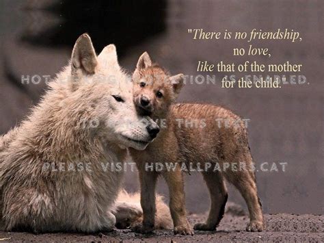 Wolf Pup Wallpapers Top Free Wolf Pup Backgrounds Wallpaperaccess