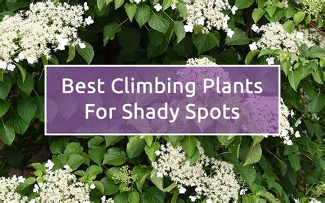 Shade Garden The Best Climbing Plants For Shady Garden