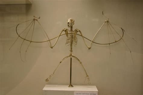Flying Fox Skeleton By Blackthorness On Deviantart
