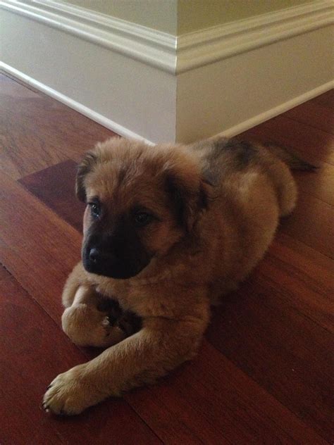 my-pupper-before-he-was-a-doggo-http-ift-tt-2n2t1kp-via-r-dogpictures-http-ift-tt-2mkr9j9