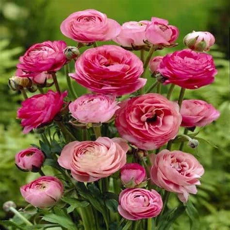 Pink was born alecia beth moore in doylestown, pennsylvania, and was later raised in philadelphia. Buy Ranunculus asiaticus Pink - Best Value for Money ...