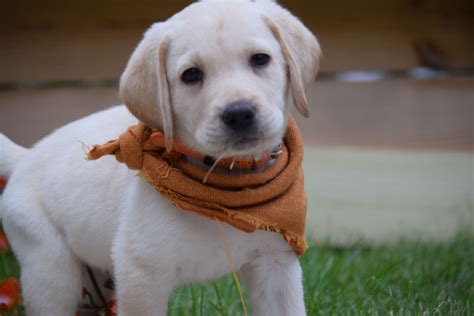 This stunning cockapoo pup is ready to venture off to his forever home. Chocolate Lab Puppies Near Me - Animal Friends