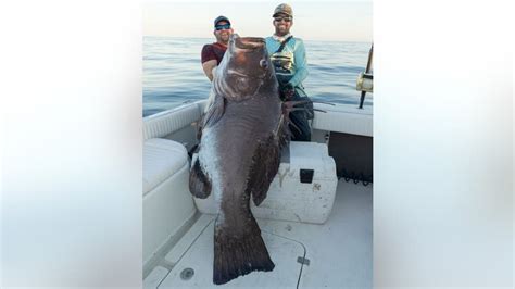 Florida Fishermen Catch A Warsaw Grouper That Was Bigger Than A Man