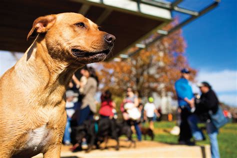 Barks And Recreation Houstons 10 Best Dog Parks Houstonia Magazine