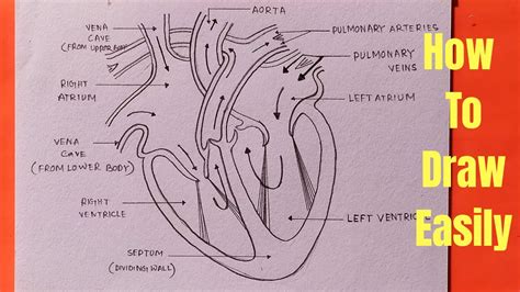 How To Draw Internal Structure Of Heart Easily At How To Draw