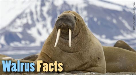 Walrus Facts For Kids Information Pictures Video And More
