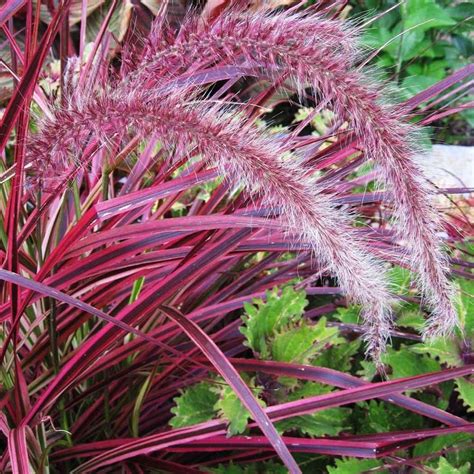 Pennisetum Rubrum - Red Grass - Buy Plants Online | Pakistan Online Nursery