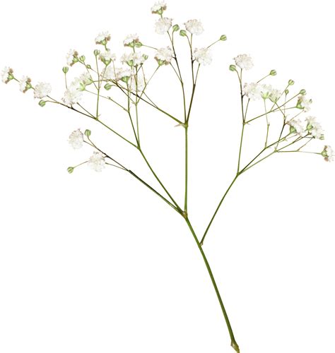 12 Png Aesthetic Flowers Png