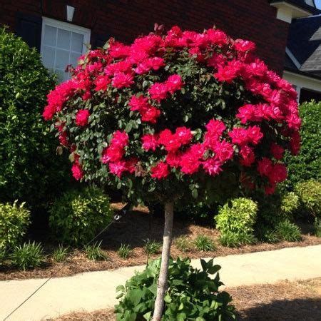 Many of these prodigious growers can quickly get out of hand if. Flowering Trees & Small Ornamental Trees Perfect for Your ...