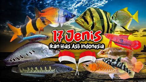 Jenis Ikan Hias Air Tawar Asli Indonesia Youtube