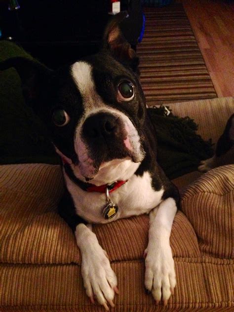 Boston Terrier Rescue Information Group
