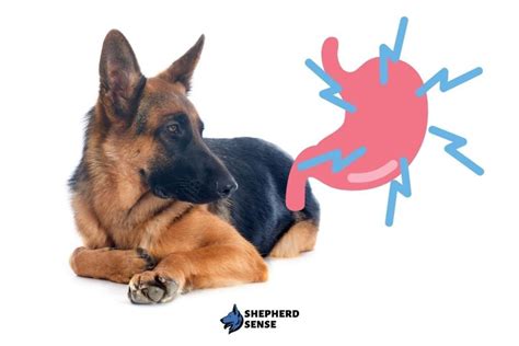 Warning 10 German Shepherd Stomach Problems Issues To Know Shepherd