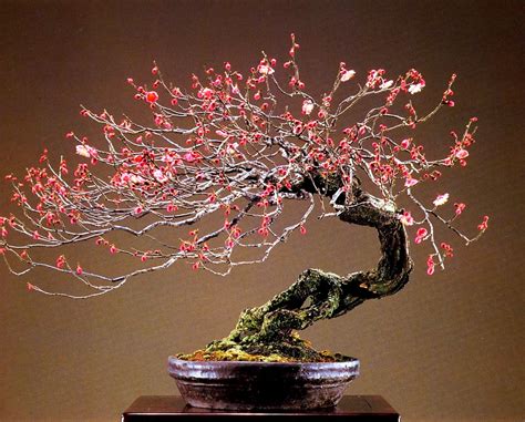 Wild Flowering Cherry Bonsai Prunus The Artist Has Managed To Create