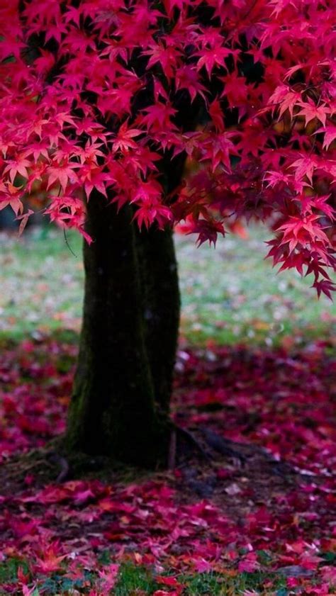 Tree Pink And Autumn Image Autumn Leaves Beautiful Fall Beautiful