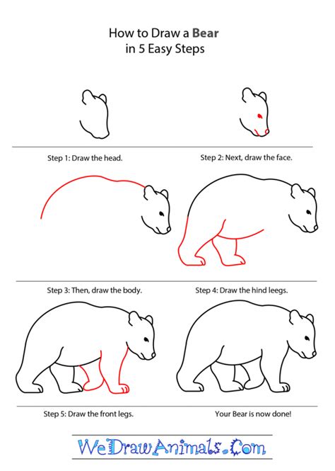 How To Draw A Bear In Five Easy Steps Free Printable Tons Of How To