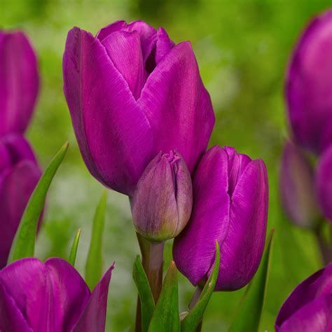 Buy Tulip Purple Bouquet Bulbs J Parker Dutch Bulbs