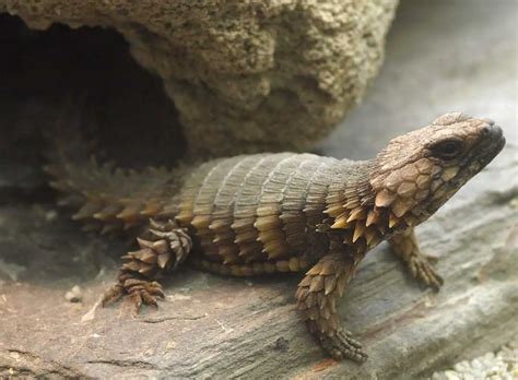 Armadillo Girdled Lizard The Animal Facts Appearance Diet Habitat
