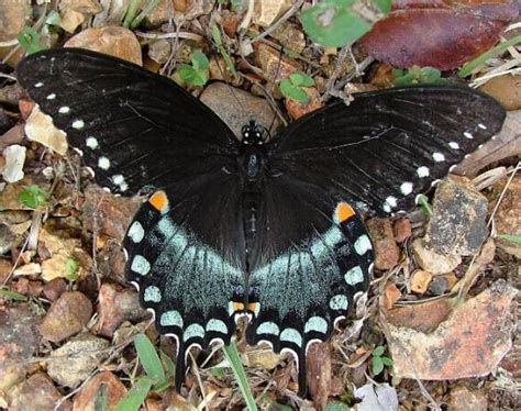 Spicebush Swallowtail Papilio Troilus Bugguide Net