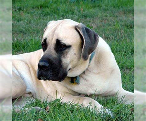 American Mastiff Breed Information And Pictures On