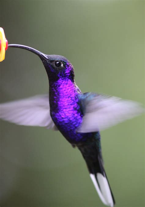 Beautiful Purple Hummingbirds
