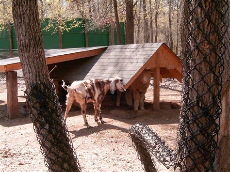 Bbb accredited pet grooming near byron, ga. RamblerTrek: Noah's Ark, Locust Grove, Georgia; March 24, 2011