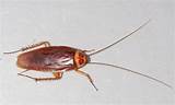 Images of American Cockroach Control