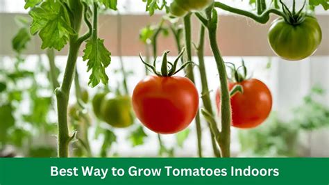 Best Way To Grow Tomatoes Indoors A Successful Guide