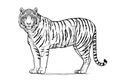 Color it in the way you see it in the game or in this lesson. How to Draw a Tiger (With images) | Tiger drawing, Tiger sketch, Animal drawings