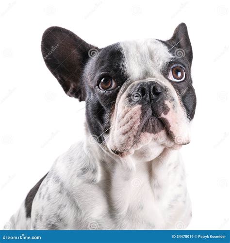 French Bulldog Portrait Stock Image Image Of Isolated 34478019