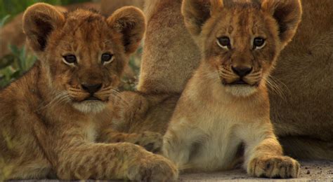 33 Cute Lion Cubs Wallpapers Wallpapersafari