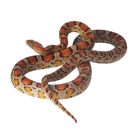 Snakes generally are distinguished from lizards—which also belong to order squamata, but are placed in suborder sauria (or lacertilia). Corn Snake