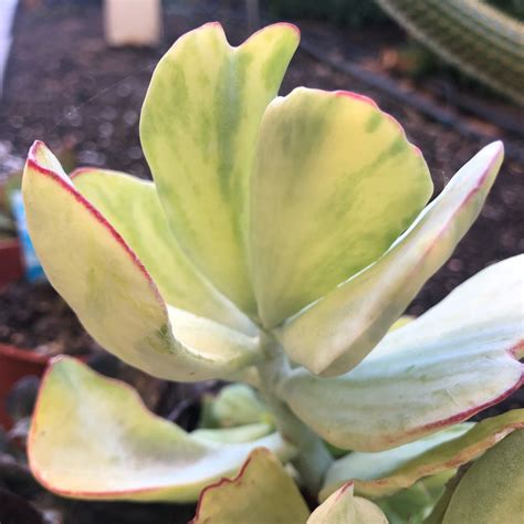 Cotyledon orbiculata is an extremely variable species that grows to approximately 1.3 m (4.3 ft) in height. Cotyledon Orbiculata var. Orbiculata Variegata, Cotyledon ...